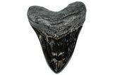 Huge, Fossil Megalodon Tooth - Polished Blade #307431-1